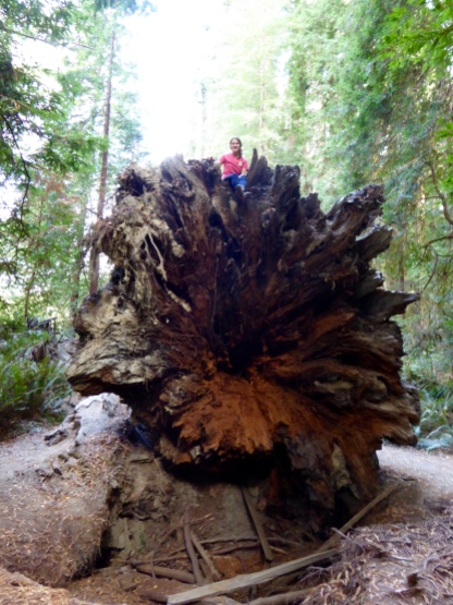 Redwood Natl Park